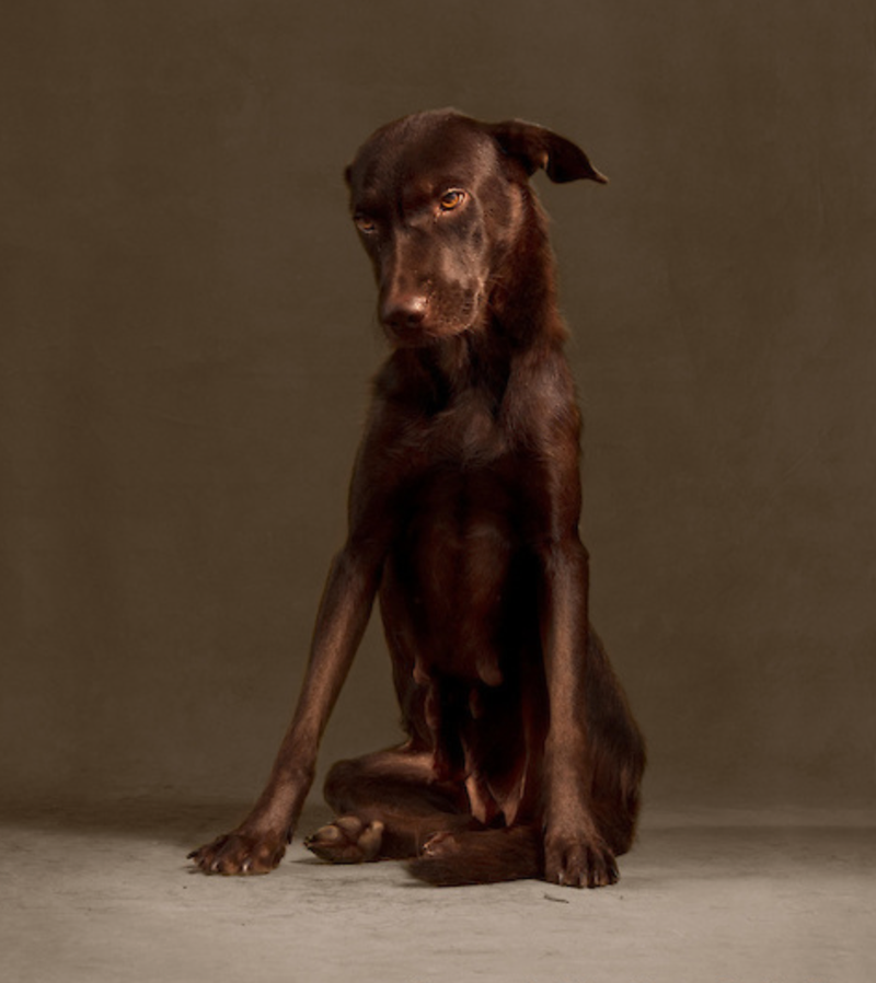 Illustration for article titled Portraits of abandoned dogs before being put down at a shelter